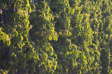 Overgrown with decorative grapes on the fence. Morning. Selective focus.