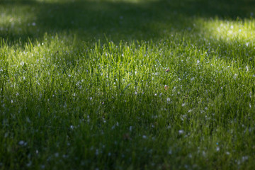 trimmed lawn grass with poplar down in the Park. Patches of light and shadow on the grass.