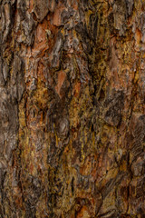 The photo of wood bark