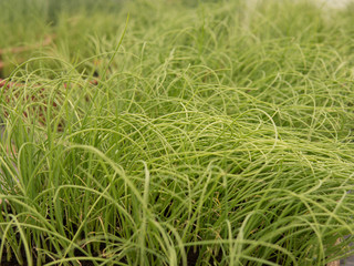 small leek seedlings