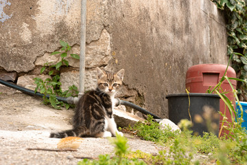 猫