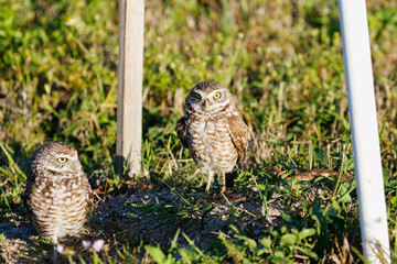 Kanincheneule / Burrowing Owl in Cape Coral, Florida