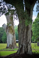 Closeup oak tree trunks 