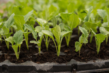 seedlings of vegetables