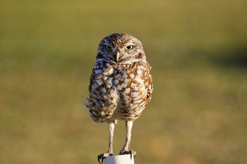 Kanincheneule / Burrowing Owl in Cape Coral, Florida