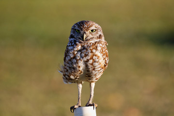 Kanincheneule / Burrowing Owl in Cape Coral, Florida
