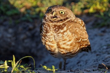 Kanincheneule / Burrowing Owl in Cape Coral, Florida
