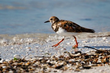 Vogel am Strand in Florida