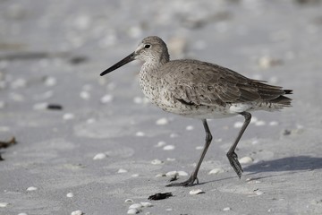 Strandläufer Vogel in Florida