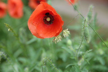 red poppy with water droplets on the petals on a green background in soft blur of focus. Close-up