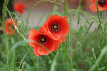 red poppy with water droplets on the petals on a green background in soft blur of focus. Close-up