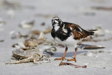 Vogel am Strand in Florida