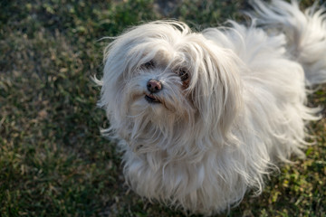 50 year old woman walks, exercises and enjoys her Bichon dogs.