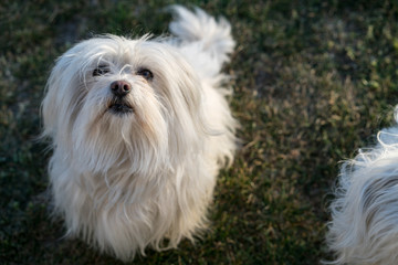 50 year old woman walks, exercises and enjoys her Bichon dogs.
