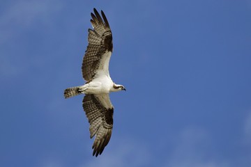 Fischadler in Florida