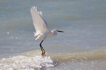 Weißer Reiher am Strand in Florida