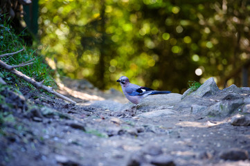Beatiful bird in the forest. Summer day.