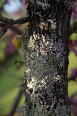 Detail of a tree trunk covered with lichen green-grey