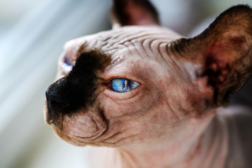 A beautiful gray sphinx cat