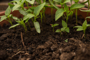 tiny seedlings of some plants