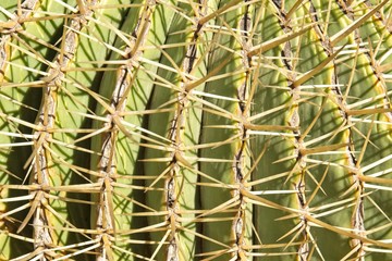 sharp spikes in all directions of a green cactus plant close together