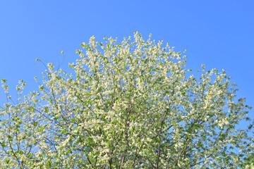 Blossoming bird cherry tree.