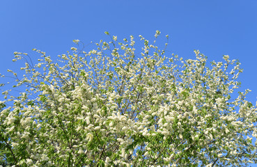 Blossoming bird cherry tree.