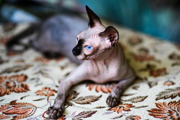 A beautiful gray sphinx cat