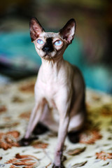 A beautiful gray sphinx cat