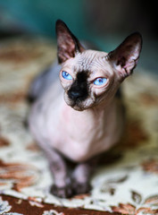 A beautiful gray sphinx cat