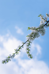 Spring flowering of fruit trees in the garden on a sunny day. White flowers and green leaves on the branches against the blue sky. Close-up.