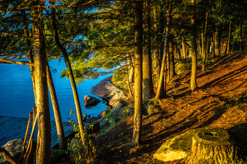 forest by the lake 