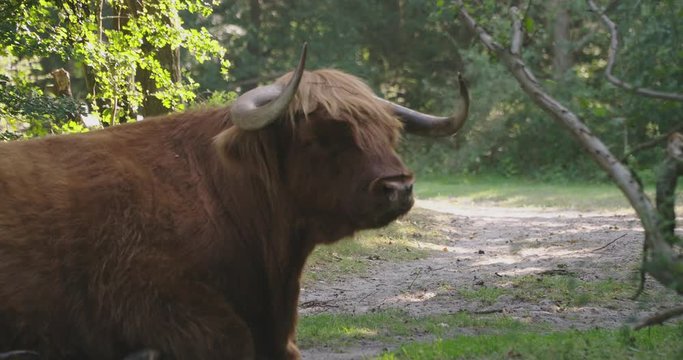 Large scottish highlander bull lying in a forrest and chewing grass