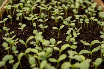 tiny seedlings of some plants