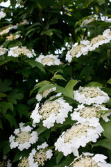 Viburnum blooming with white flowers in spring on a big bush
