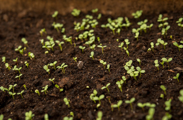 tiny seedlings of some plants
