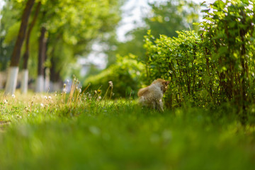 A stray cat sits in the bushes in the grass in summer.