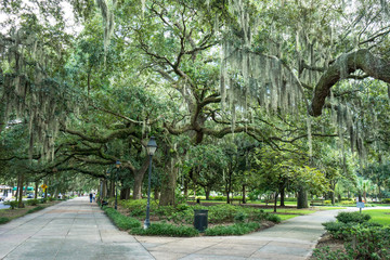 Cypress trees in Park in Savannah Georgia 