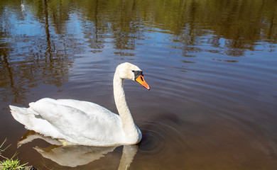 white swan swimming in a pond