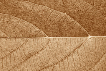 pattern of brown leaf