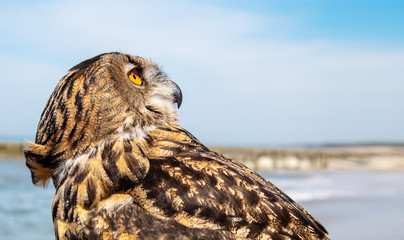 big brown owl outdoor closeup