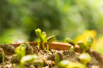 The plants are germinated from seed