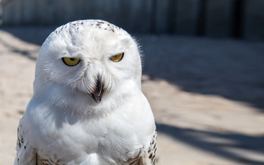 Fototapeta premium portrait of arctic owl outdoor closeup