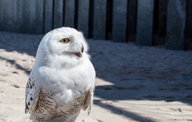 arctic owl outdoor closeup