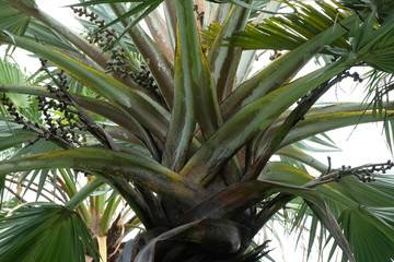 palm tree close up background