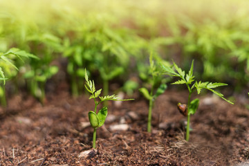 The plants are germinated from seed