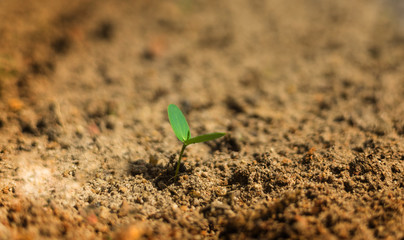 The plants are germinated from seed