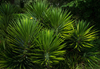 tropical green bush