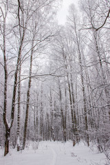 Birch grove in the winter in the snow. White trees. Trees in the snow. Snow picture. Winter landscape grove of white trees and snow.