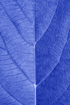 pattern of blue leaf close up © paisan191